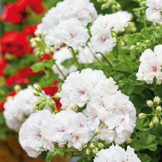 Pelargonia biała