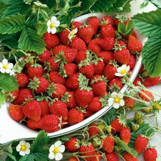 Poziomka Running Red - pędy nawet po 1,5 metra długości!