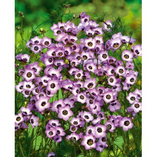 Gilia tricolor Bird’s eyes
