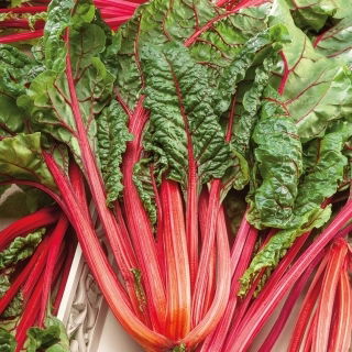 BIO Burak liściowy Rhubarb Chard