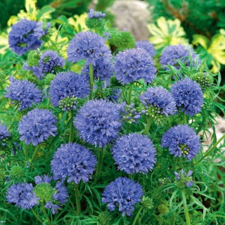 Gilia leptantha - duże kwiaty