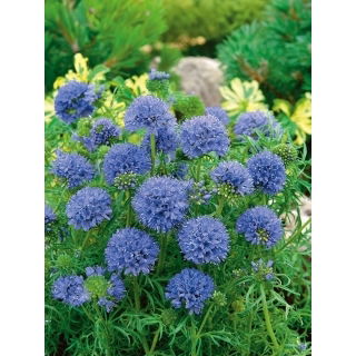 Gilia leptantha - duże kwiaty