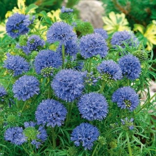 Gilia leptantha - duże kwiaty