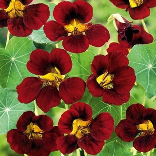 Nasturcja niska Black Velvet