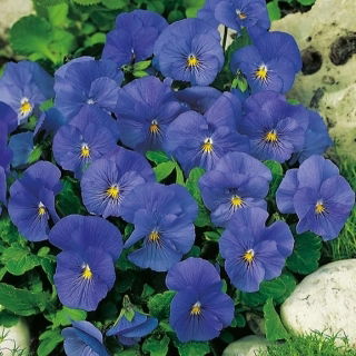 Fiołek rogaty Blue Perfection - błękitny