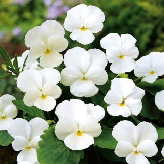Fiołek rogaty White Perfection