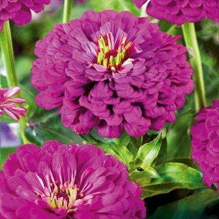 Cynia wytworna daliowa Purple Prince
