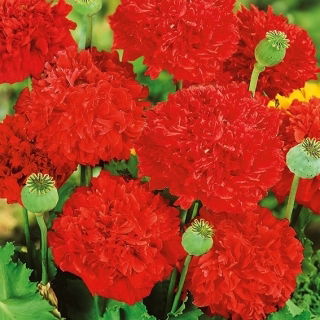 Mak letni - peoniowy - szkarłatny