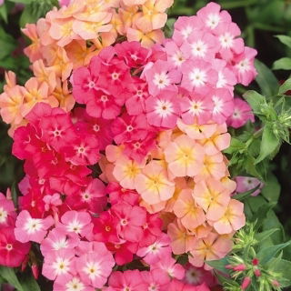 Floks Drummonda - Cecily - mieszanka pastelowa
