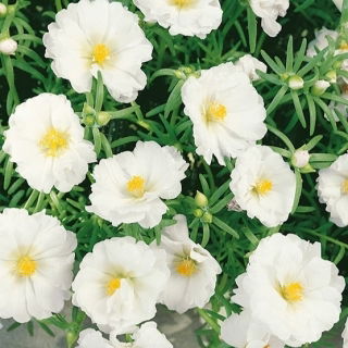 Portulaka pełna - biała