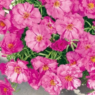Portulaka pełna - różowa