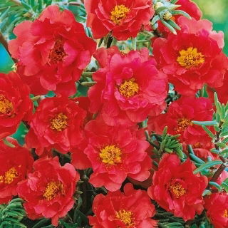 Portulaka pełna - czerwona