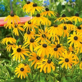 Rudbekia błyskotliwa