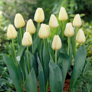 Tulipan Buffalo - 5 szt.
