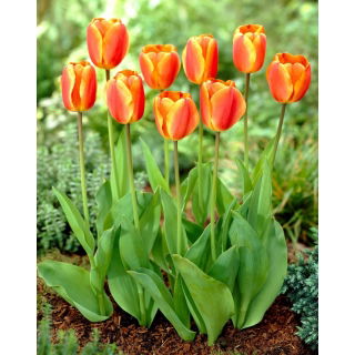 Tulipan Oxfords Elite - 5 szt.