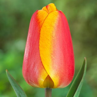 Tulipan Oxfords Elite - 5 szt.