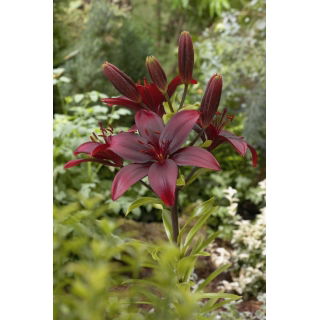 Lilia azjatycka - Bataleon