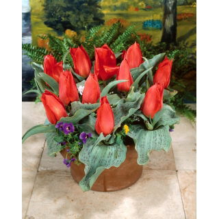 Tulipan Annie Salomons - 5 szt.