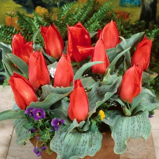 Tulipan Annie Salomons - 5 szt.