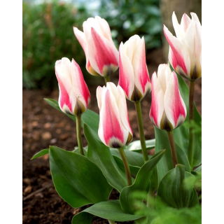 Tulipan Border Legend - 5 szt.