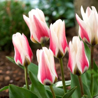 Tulipan Border Legend - 5 szt.
