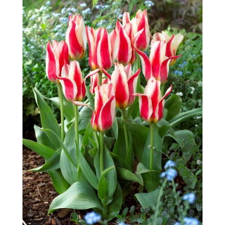 Tulipan Buddy - 5 szt.
