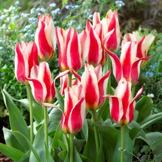 Tulipan Buddy - 5 szt.