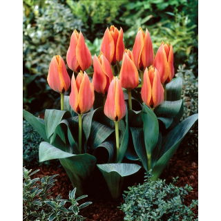 Tulipan Calypso - 5 szt.