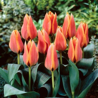 Tulipan Calypso - 5 szt.