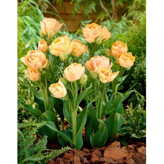 Tulipan Charming Lady - 5 szt.