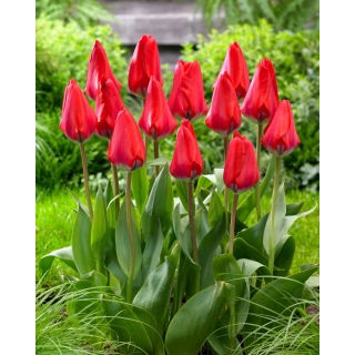 Tulipan Dirk - 5 szt.