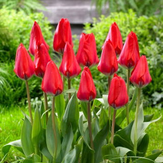 Tulipan Dirk - 5 szt.
