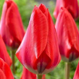Tulipan Dirk - 5 szt.