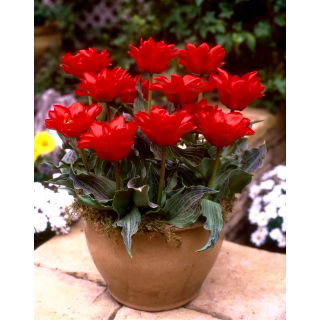 Tulipan Double Red Riding Hood - 5 szt.