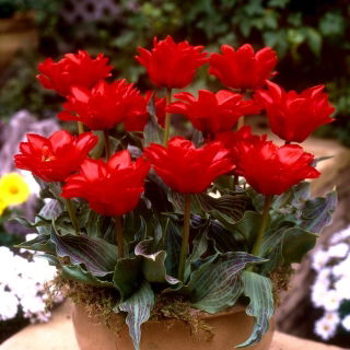 Tulipan Double Red Riding Hood - 5 szt.