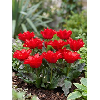 Tulipan Double Red Riding Hood - duża paczka! - 50 szt.
