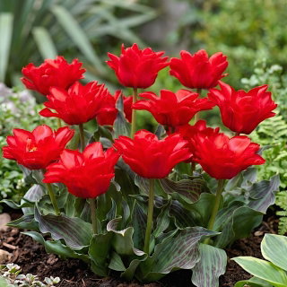 Tulipan Double Red Riding Hood - 5 szt.