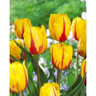 Tulipan Flamenco - 5 szt.