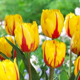 Tulipan Flamenco - 5 szt.
