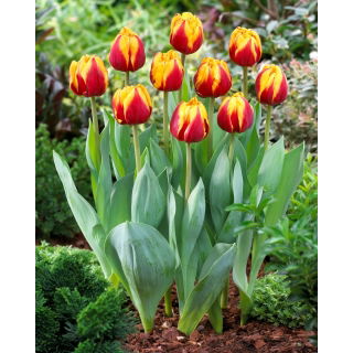 Tulipan Givenchy - 5 szt.