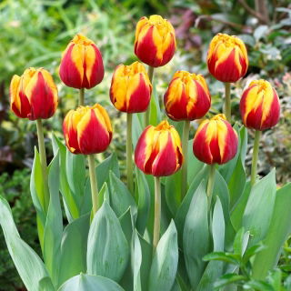 Tulipan Givenchy - GIGA paczka! - 250 szt.