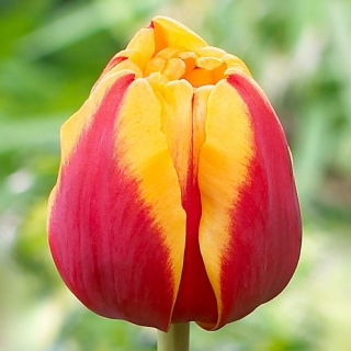 Tulipan Givenchy - 5 szt.
