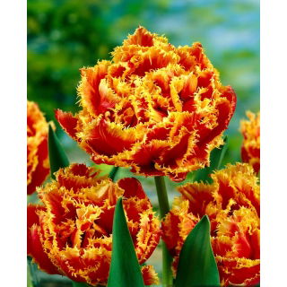Tulipan Golddust - 5 szt.