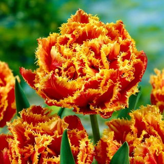 Tulipan Golddust - 5 szt.
