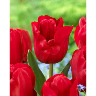 Tulipan Heleen Valstar - 5 szt.