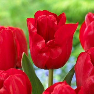 Tulipan Heleen Valstar - 5 szt.