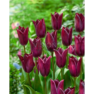 Tulipan Indeland - 5 szt.