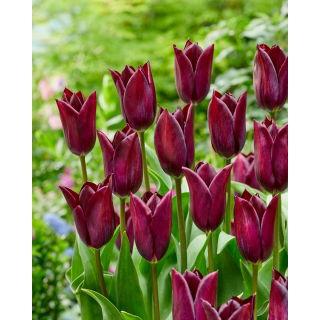 Tulipan Indeland - 5 szt.