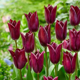Tulipan Indeland - 5 szt.