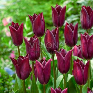 Tulipan Indeland - 5 szt.